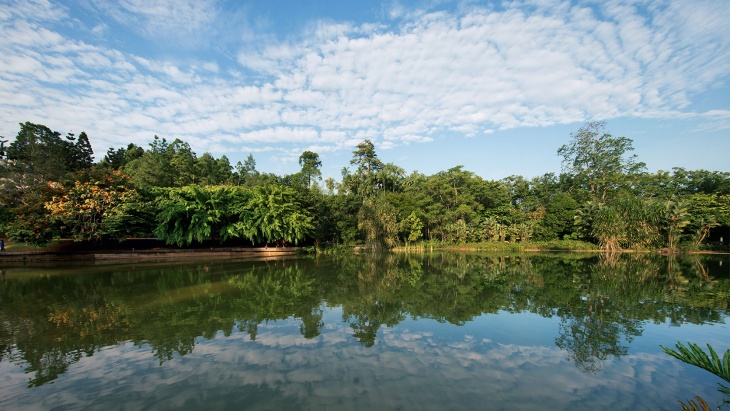 新(xīn)加坡植物(wù)園 (Singapore Botanic Gardens) 的天鵝湖(hú)。