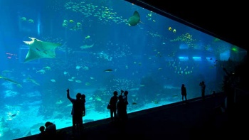 S.E.A. 海洋館™的水族館陳列一景 