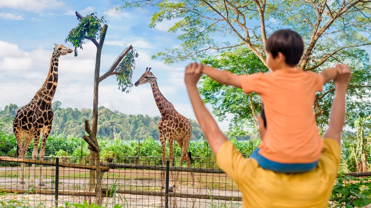 一家人在新(xīn)加坡動物(wù)園觀看長(cháng)頸鹿。