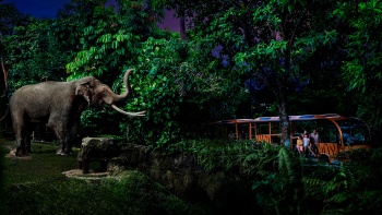 踏上新(xīn)加坡夜間野生動物(wù)園的導覽車(chē)之旅，與大象親密接觸。