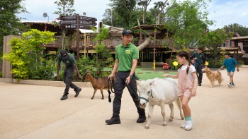 女孩在 Buddy Barn 與兔子互動——新(xīn)加坡動物(wù)園兒童世界體(tǐ)驗的一部分(fēn)