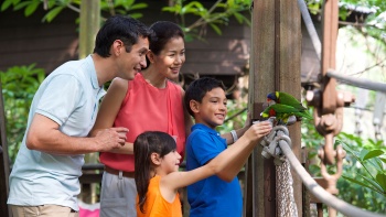 一家人在裕廊飛禽公(gōng)園 (Jurong Bird park) 喂鳥 