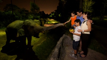 一家人與夜間動物(wù)園内的小(xiǎo)象互動 