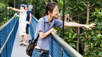 漫步于新(xīn)加坡麥裏芝高聳如雲的樹梢吊橋 (Treetop Walk)，滿目綠意令人心曠神怡。