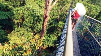 從樹梢吊橋 (TreeTop Walk) 的懸浮吊橋上看到的景色